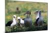 Short-Tailed Albatross-W. Perry Conway-Mounted Photographic Print