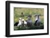 Short-Tailed Albatross-W. Perry Conway-Framed Photographic Print