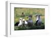 Short-Tailed Albatross-W. Perry Conway-Framed Photographic Print