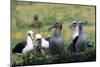 Short-Tailed Albatross-W. Perry Conway-Mounted Photographic Print