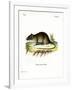 Short-Tailed Bandicoot Rat-null-Framed Giclee Print