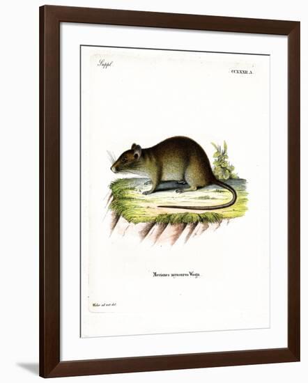 Short-Tailed Bandicoot Rat-null-Framed Giclee Print