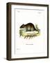 Short-Tailed Bandicoot Rat-null-Framed Giclee Print