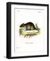 Short-Tailed Bandicoot Rat-null-Framed Giclee Print