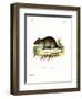 Short-Tailed Bandicoot Rat-null-Framed Giclee Print