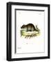 Short-Tailed Bandicoot Rat-null-Framed Giclee Print