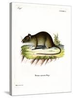 Short-Tailed Bandicoot Rat-null-Stretched Canvas