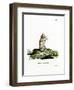 Short-Tailed Opossum-null-Framed Giclee Print