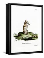 Short-Tailed Opossum-null-Framed Stretched Canvas