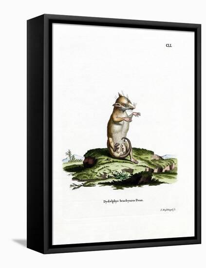 Short-Tailed Opossum-null-Framed Stretched Canvas