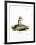 Short-Tailed Opossum-null-Framed Giclee Print