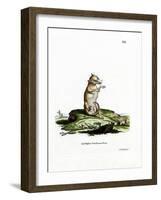 Short-Tailed Opossum-null-Framed Giclee Print