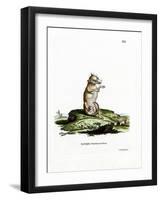 Short-Tailed Opossum-null-Framed Giclee Print