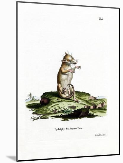 Short-Tailed Opossum-null-Mounted Giclee Print