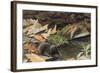 Short Tailed Shrew and Common Shrew-Louis Agassiz Fuertes-Framed Giclee Print