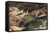 Short Tailed Shrew and Common Shrew-Louis Agassiz Fuertes-Framed Stretched Canvas