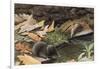 Short Tailed Shrew and Common Shrew-Louis Agassiz Fuertes-Framed Giclee Print