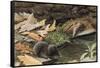 Short Tailed Shrew and Common Shrew-Louis Agassiz Fuertes-Framed Stretched Canvas