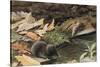 Short Tailed Shrew and Common Shrew-Louis Agassiz Fuertes-Stretched Canvas