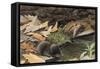 Short Tailed Shrew and Common Shrew-Louis Agassiz Fuertes-Framed Stretched Canvas