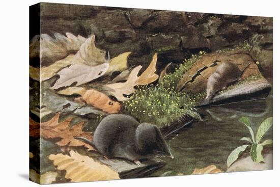 Short Tailed Shrew and Common Shrew-Louis Agassiz Fuertes-Stretched Canvas