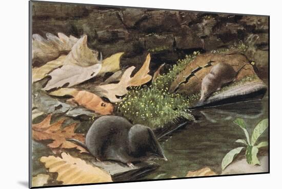 Short Tailed Shrew and Common Shrew-Louis Agassiz Fuertes-Mounted Giclee Print