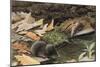 Short Tailed Shrew and Common Shrew-Louis Agassiz Fuertes-Mounted Giclee Print