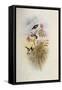 Short-Tailed Wood Star, Calothorax Micrurus-John Gould-Framed Stretched Canvas