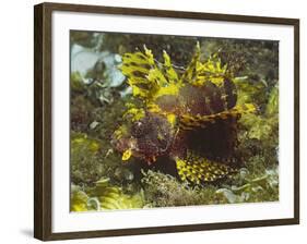 Shortfin Lionfin Yellow Varation-Hal Beral-Framed Photographic Print