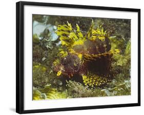 Shortfin Lionfin Yellow Varation-Hal Beral-Framed Photographic Print