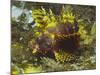 Shortfin Lionfin Yellow Varation-Hal Beral-Mounted Photographic Print