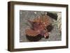 Shortfin Lionfish-Hal Beral-Framed Photographic Print