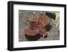 Shortfin Lionfish-Hal Beral-Framed Photographic Print