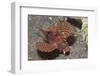 Shortfin Lionfish-Hal Beral-Framed Photographic Print