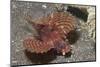 Shortfin Lionfish-Hal Beral-Mounted Photographic Print