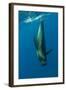 Shortfin Pilot Whale (Globicephala Macrorhynchus) Just Below the Surface, Canary Islands, Spain-Relanzón-Framed Photographic Print