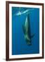 Shortfin Pilot Whale (Globicephala Macrorhynchus) Just Below the Surface, Canary Islands, Spain-Relanzón-Framed Photographic Print