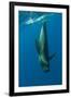 Shortfin Pilot Whale (Globicephala Macrorhynchus) Just Below the Surface, Canary Islands, Spain-Relanzón-Framed Photographic Print