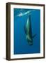 Shortfin Pilot Whale (Globicephala Macrorhynchus) Just Below the Surface, Canary Islands, Spain-Relanzón-Framed Photographic Print