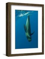 Shortfin Pilot Whale (Globicephala Macrorhynchus) Just Below the Surface, Canary Islands, Spain-Relanzón-Framed Photographic Print