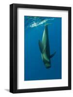 Shortfin Pilot Whale (Globicephala Macrorhynchus) Just Below the Surface, Canary Islands, Spain-Relanzón-Framed Photographic Print