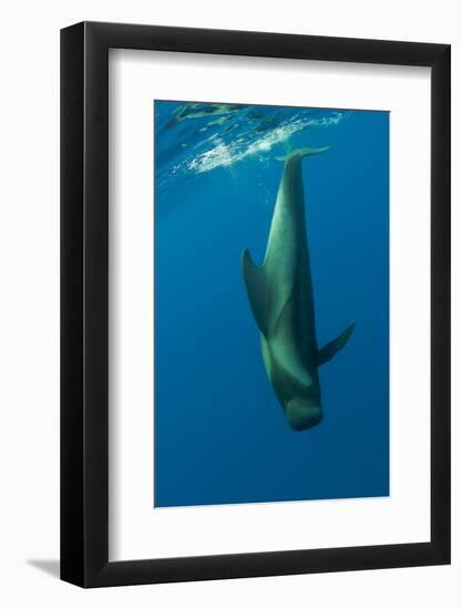 Shortfin Pilot Whale (Globicephala Macrorhynchus) Just Below the Surface, Canary Islands, Spain-Relanzón-Framed Photographic Print