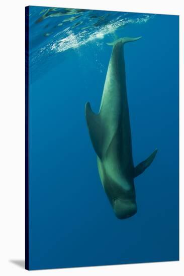 Shortfin Pilot Whale (Globicephala Macrorhynchus) Just Below the Surface, Canary Islands, Spain-Relanzón-Stretched Canvas