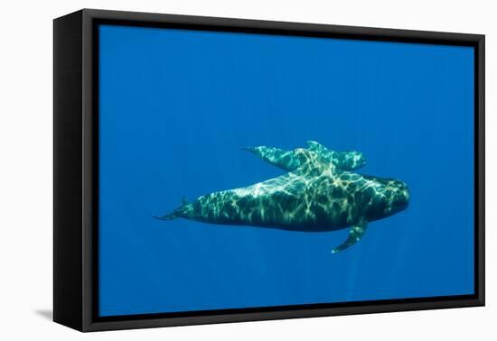 Shortfin Pilot Whale (Globicephala Macrorhynchus) with Baby, Canary Islands, Spain, Europe, May-Relanzón-Framed Stretched Canvas