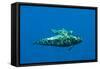 Shortfin Pilot Whale (Globicephala Macrorhynchus) with Baby, Canary Islands, Spain, Europe, May-Relanzón-Framed Stretched Canvas