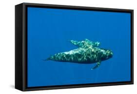 Shortfin Pilot Whale (Globicephala Macrorhynchus) with Baby, Canary Islands, Spain, Europe, May-Relanzón-Framed Stretched Canvas