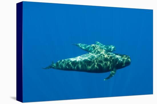 Shortfin Pilot Whale (Globicephala Macrorhynchus) with Baby, Canary Islands, Spain, Europe, May-Relanzón-Stretched Canvas