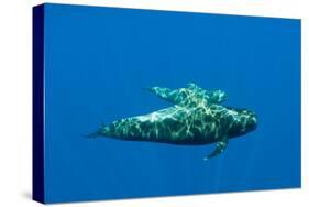 Shortfin Pilot Whale (Globicephala Macrorhynchus) with Baby, Canary Islands, Spain, Europe, May-Relanzón-Stretched Canvas