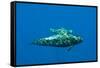 Shortfin Pilot Whale (Globicephala Macrorhynchus) with Baby, Canary Islands, Spain, Europe, May-Relanzón-Framed Stretched Canvas