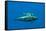 Shortfin Pilot Whale (Globicephala Macrorhynchus) with Baby, Canary Islands, Spain, Europe, May-Relanzón-Framed Stretched Canvas